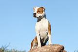 AMSTAFF ADULT 154